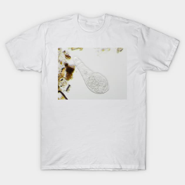 Bdelloid rotifer under the microscope T-Shirt by SDym Photography